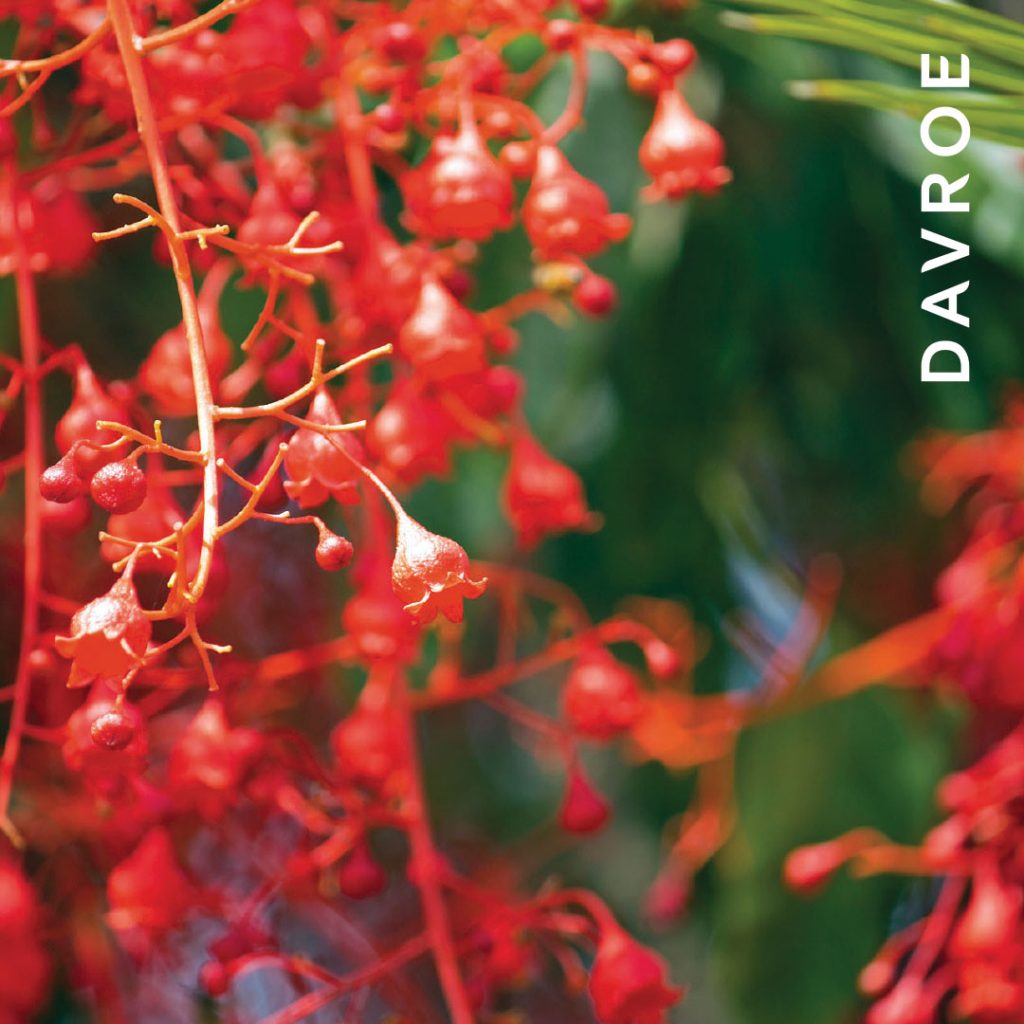 Davroe Body And Face Cleansing Gel 300ml